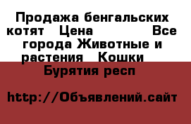 Продажа бенгальских котят › Цена ­ 20 000 - Все города Животные и растения » Кошки   . Бурятия респ.